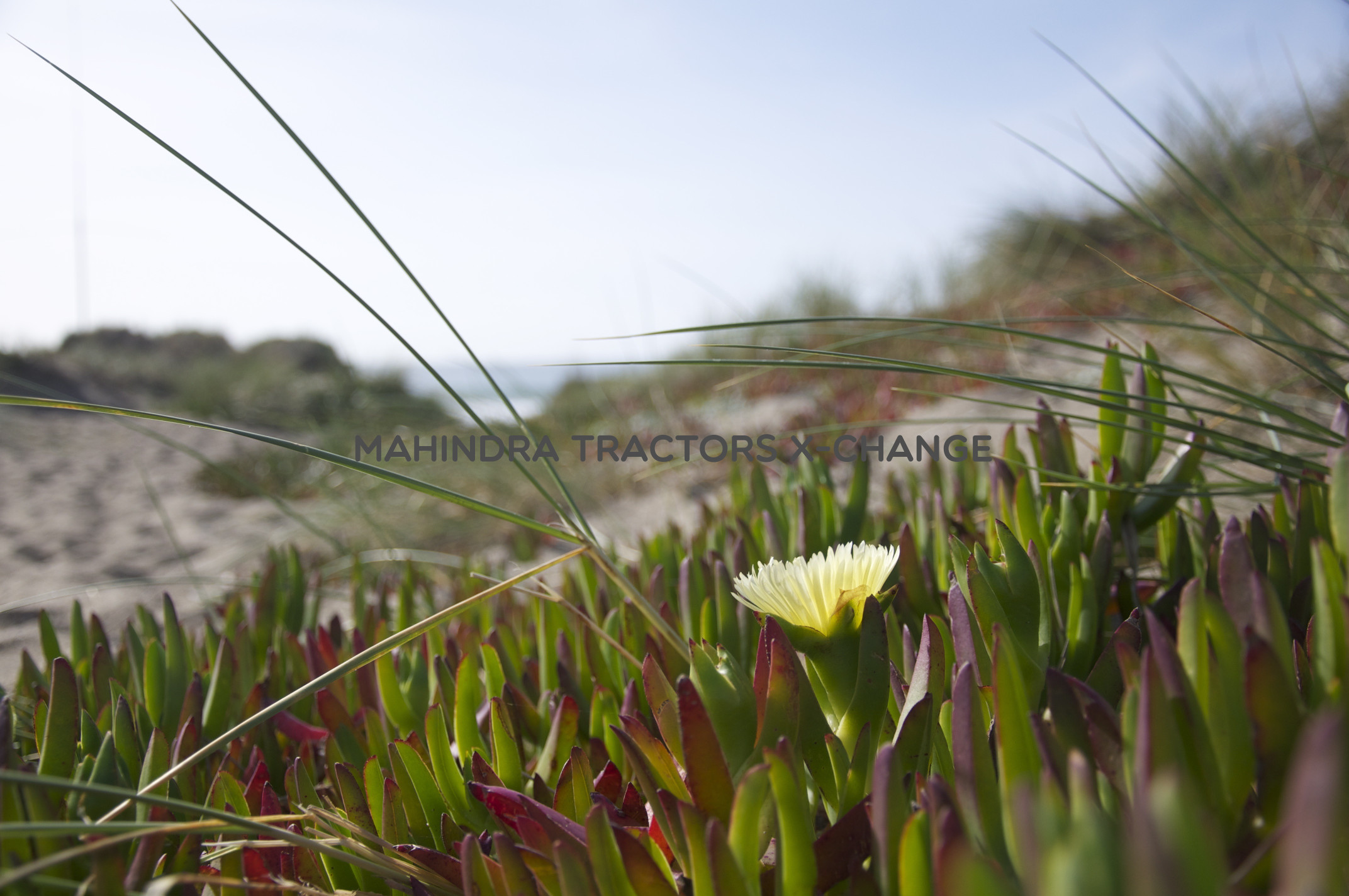 2019 Massey ferguson 1035 DI-8